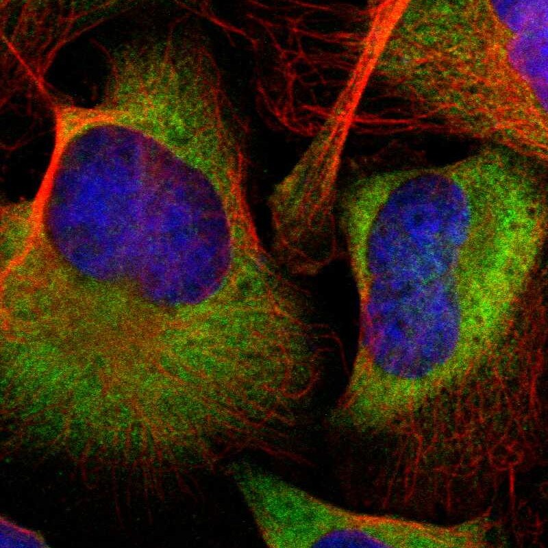FKBP25 Antibody - BSA Free Immunocytochemistry/ Immunofluorescence: FKBP25 Antibody - BSA Free [NBP1-87929]