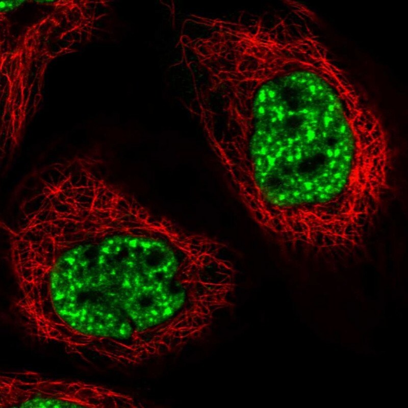 FNBP3 Antibody - BSA Free Immunocytochemistry/ Immunofluorescence: FNBP3 Antibody [NBP1-87933]