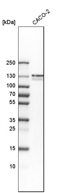 FNBP3 Antibody - BSA Free Western Blot: FNBP3 Antibody - BSA Free [NBP1-87933]