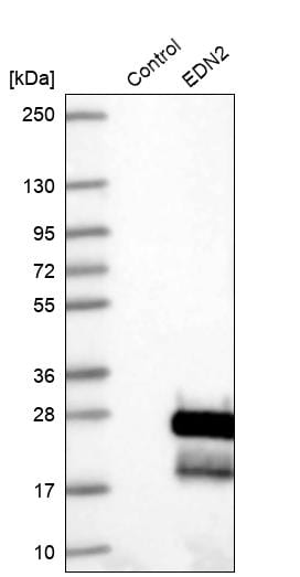 Endothelin 2 Antibody - BSA Free Western Blot: Endothelin 2 Antibody - BSA Free [NBP1-87942]