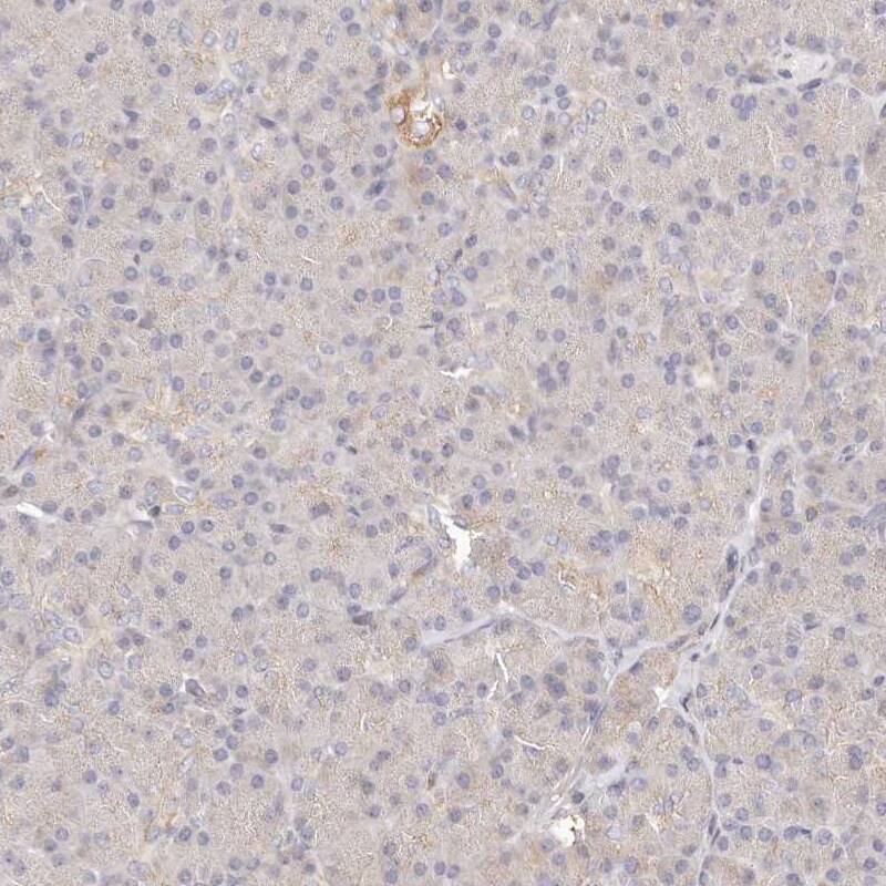 ERK2 Antibody - BSA Free Immunohistochemistry-Paraffin: ERK2 Antibody [NBP1-87943]