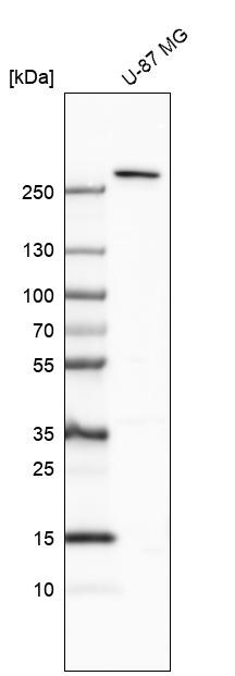 Enteropeptidase/Enterokinase Antibody - BSA Free Western Blot: Enteropeptidase/Enterokinase Antibody - BSA Free [NBP1-87949]