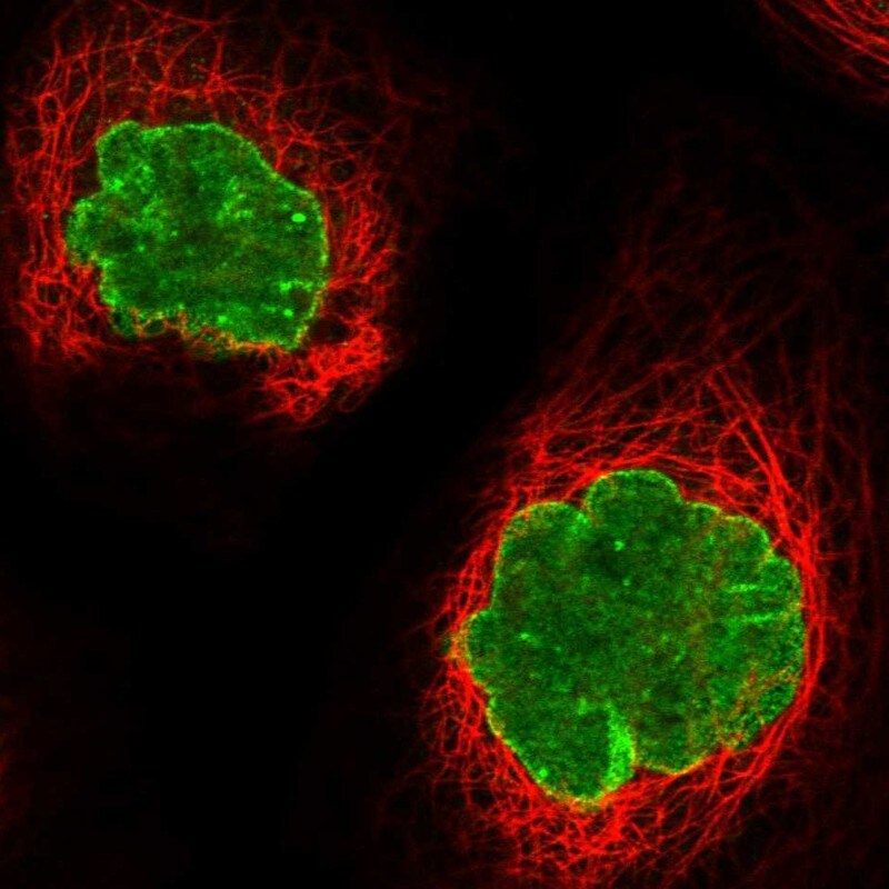 ELYS Antibody - BSA Free Immunocytochemistry/ Immunofluorescence: ELYS Antibody [NBP1-87952]