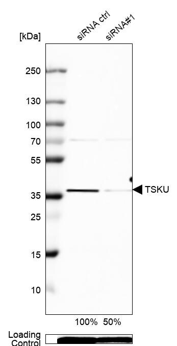 Tsukushi/TSK Antibody - BSA Free Western Blot: Tsukushi/TSK Antibody - BSA Free [NBP1-87959]