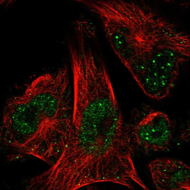 DNA Polymerase epsilon p59 Antibody - BSA Free Immunocytochemistry/ Immunofluorescence: DNA Polymerase epsilon p59 Antibody [NBP1-87970]