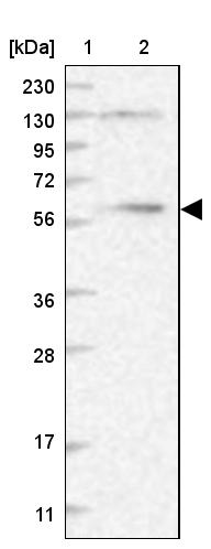 DYNC1LI1 Antibody - BSA Free Western Blot: DYNC1LI1 Antibody - BSA Free [NBP1-87972]