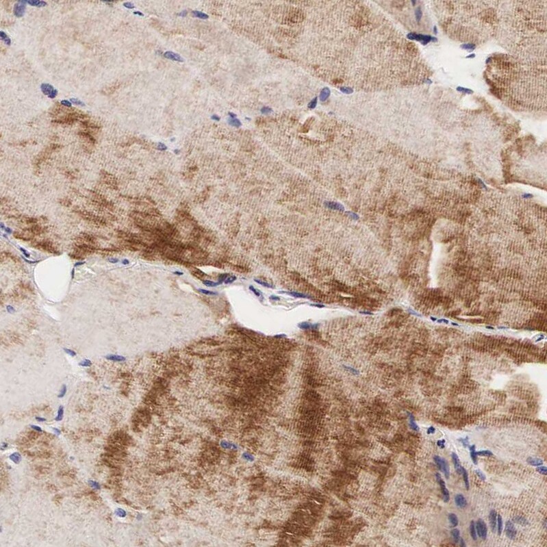 FUR1 Antibody - BSA Free Immunohistochemistry-Paraffin: FUR1 Antibody - BSA Free [NBP1-87979]