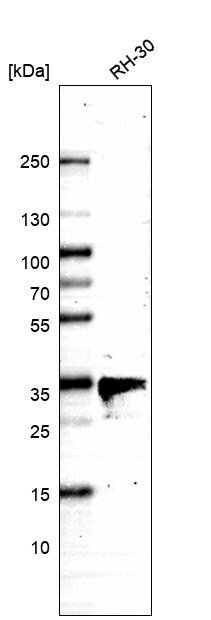 FUR1 Antibody - BSA Free Western Blot: FUR1 Antibody - BSA Free [NBP1-87979]