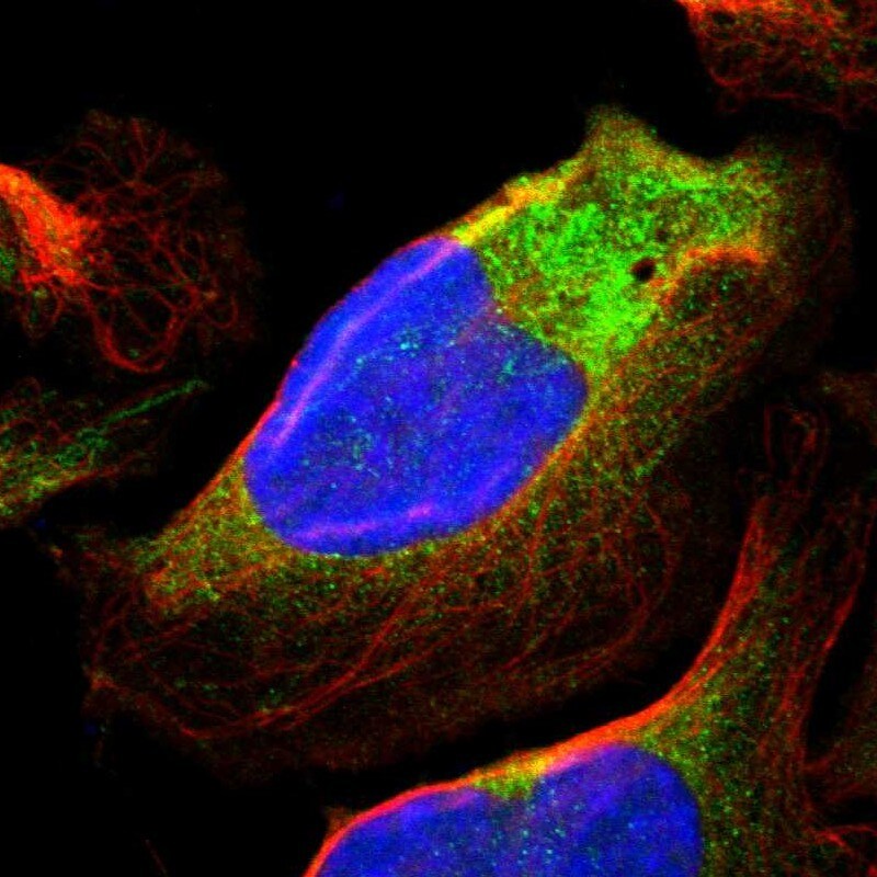 GARNL1 Antibody - BSA Free Immunocytochemistry/ Immunofluorescence: GARNL1 Antibody [NBP1-87982]