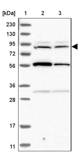 DORFIN Antibody - BSA Free Western Blot: DORFIN Antibody - BSA Free [NBP1-87989]