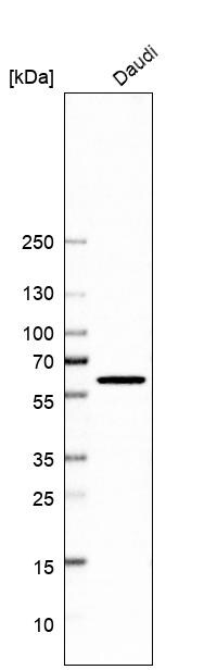 QRSL Antibody - BSA Free Western Blot: QRSL Antibody - BSA Free [NBP1-87991]