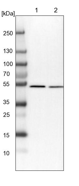 QRSL Antibody - BSA Free Western Blot: QRSL Antibody - BSA Free [NBP1-87992]