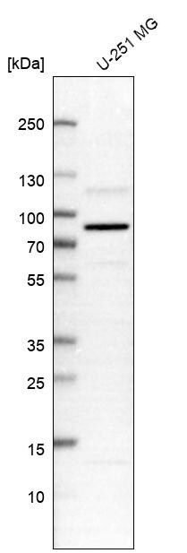 SGEF Antibody - BSA Free Western Blot: SGEF Antibody - BSA Free [NBP1-88006]