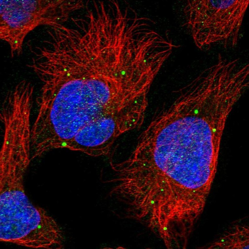 PLCL3 Antibody - BSA Free Immunocytochemistry/ Immunofluorescence: PLCL3 Antibody [NBP1-88009]