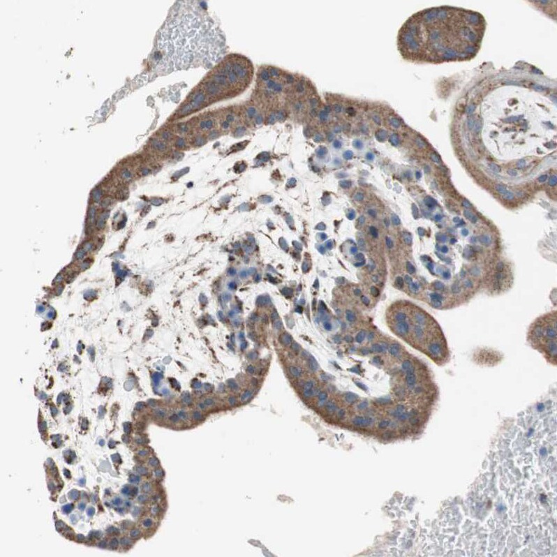 Proprotein convertase PC4 Antibody - BSA Free Immunohistochemistry-Paraffin: Proprotein convertase PC4 Antibody - BSA Free [NBP1-88010]