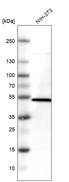 HDJ2 Antibody - BSA Free Western Blot: HDJ2 Antibody - BSA Free [NBP1-88019]