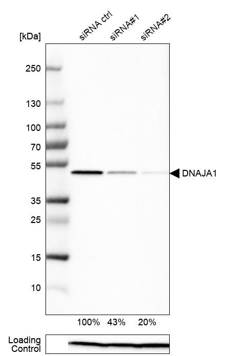 HDJ2 Antibody - BSA Free Western Blot: HDJ2 Antibody - BSA Free [NBP1-88019]