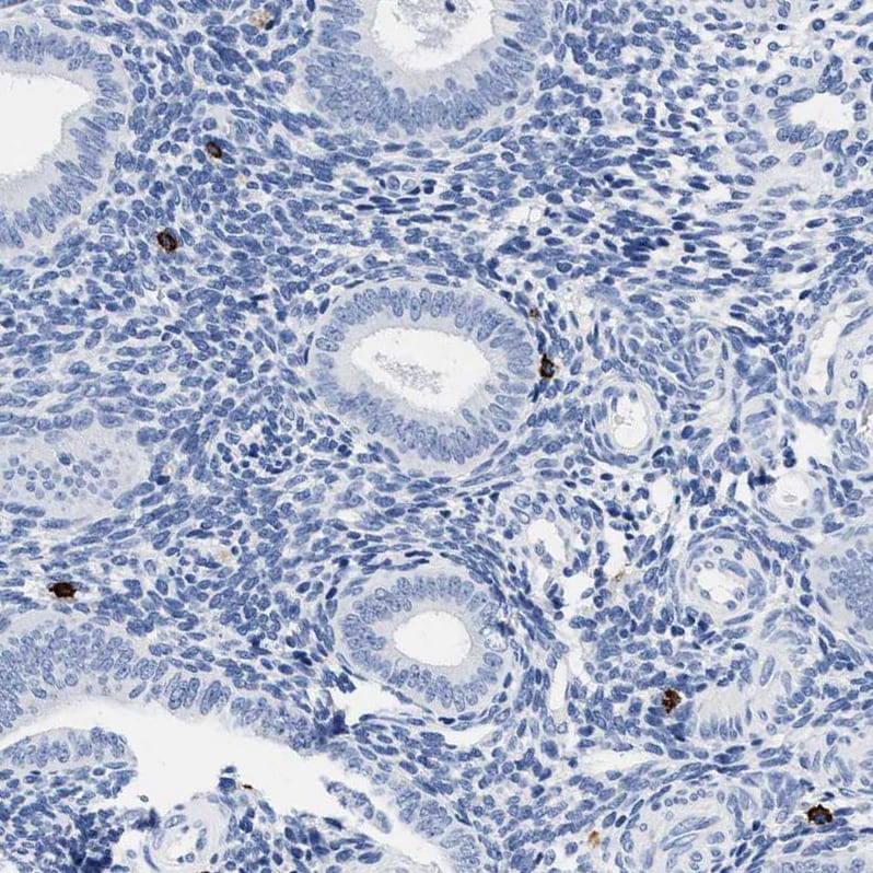 Cerberus 1 Antibody - BSA Free Immunohistochemistry-Paraffin: Cerberus 1 Antibody - BSA Free [NBP1-88030]