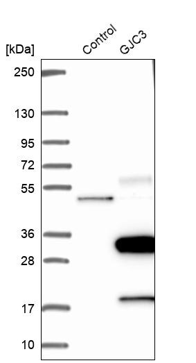 GJC3 Antibody - BSA Free Western Blot: GJC3 Antibody - BSA Free [NBP1-88040]
