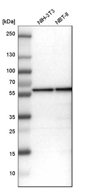 FARSLA Antibody - BSA Free Western Blot: FARSLA Antibody - BSA Free [NBP1-88067]