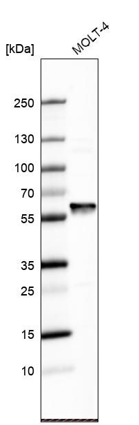 FARSLA Antibody - BSA Free Western Blot: FARSLA Antibody - BSA Free [NBP1-88067]
