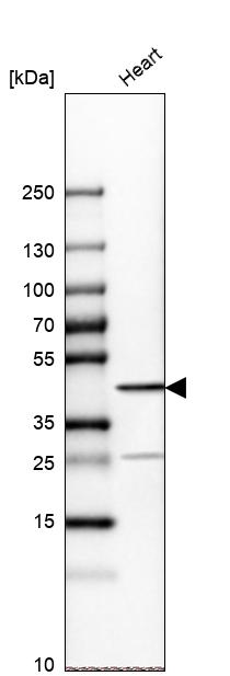 Troponin T Type 2 (cardiac) Antibody - BSA Free Western Blot: Troponin T Type 2 (cardiac) Antibody - BSA Free [NBP1-88069]