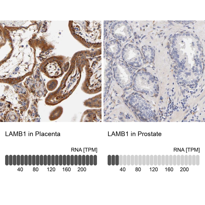 Laminin beta 1 Antibody - BSA Free Immunohistochemistry-Paraffin: Laminin beta 1 Antibody [NBP1-88073]