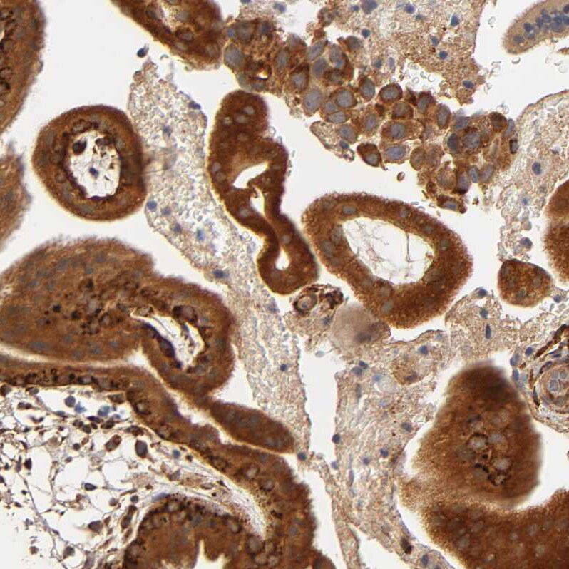 Laminin beta 1 Antibody - BSA Free Immunohistochemistry-Paraffin: Laminin beta 1 Antibody - BSA Free [NBP1-88074]