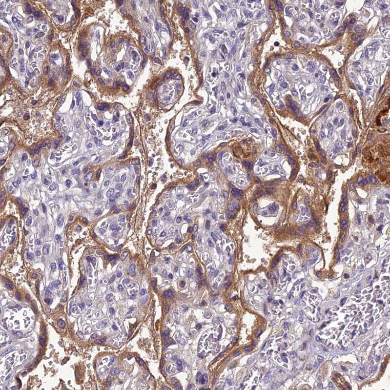 SCGF/CLEC11a Antibody - BSA Free Immunohistochemistry-Paraffin: SCGF/CLEC11a Antibody - BSA Free [NBP1-88076]