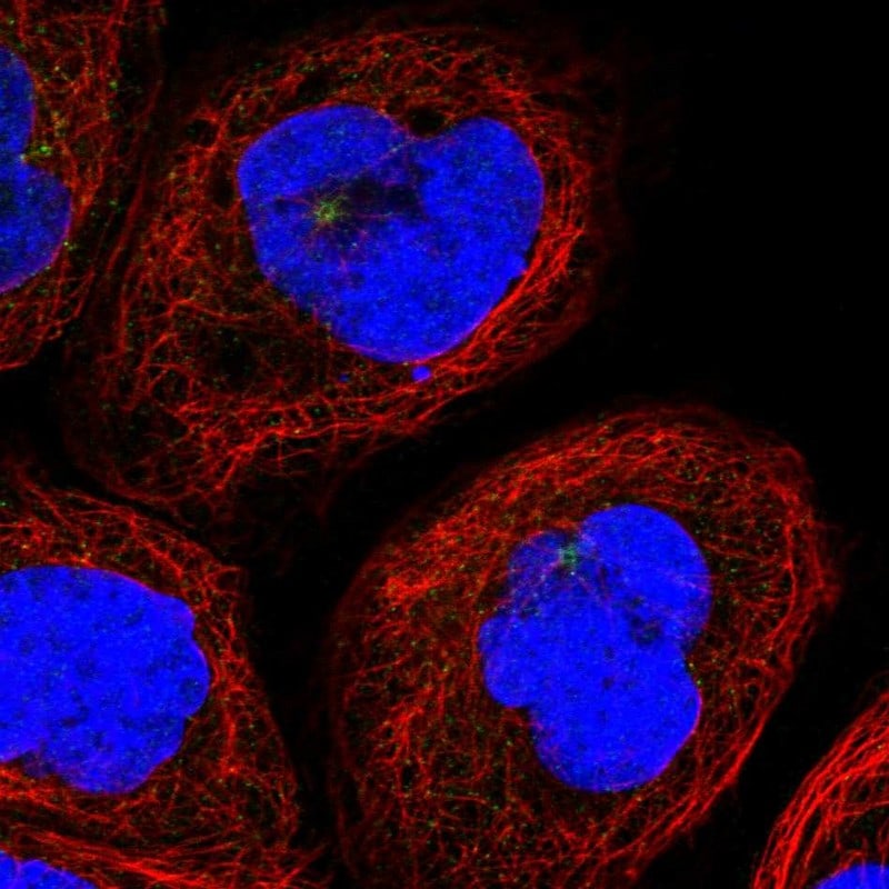 SCGF/CLEC11a Antibody - BSA Free Immunocytochemistry/ Immunofluorescence: SCGF/CLEC11a Antibody - BSA Free [NBP1-88076]