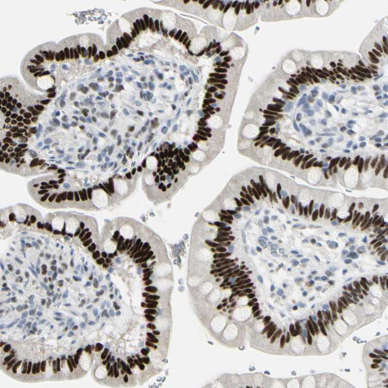 Th-POK Antibody - BSA Free Immunohistochemistry-Paraffin: Th-POK Antibody - BSA Free [NBP1-88077]