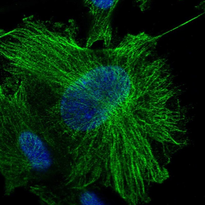 OTUD7B/Cezanne/ZA20D1 Antibody - BSA Free Immunocytochemistry/ Immunofluorescence: OTUD7B/Cezanne/ZA20D1 Antibody - BSA Free [NBP1-88095]