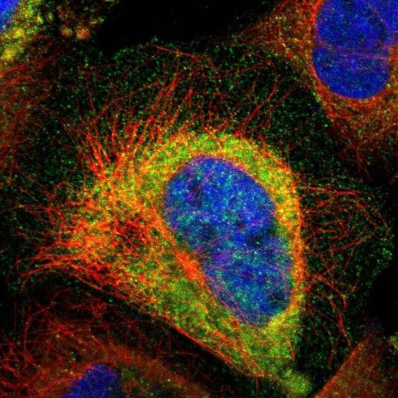 Centaurin alpha 1 Antibody - BSA Free Immunocytochemistry/ Immunofluorescence: Centaurin alpha 1 Antibody [NBP1-88097]