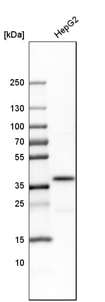 Transaldolase 1 Antibody - BSA Free Western Blot: Transaldolase 1 Antibody - BSA Free [NBP1-88109]