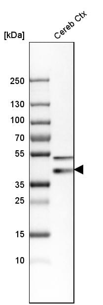 Synaptophysin Antibody - BSA Free Western Blot: Synaptophysin Antibody - BSA Free [NBP1-88112]