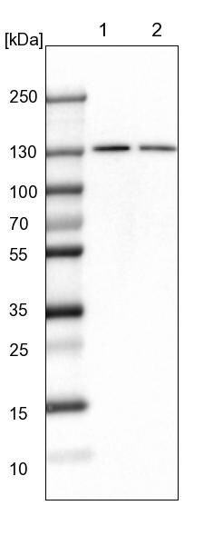 PCNXL4 Antibody - BSA Free Western Blot: PCNXL4 Antibody - BSA Free [NBP1-88113]