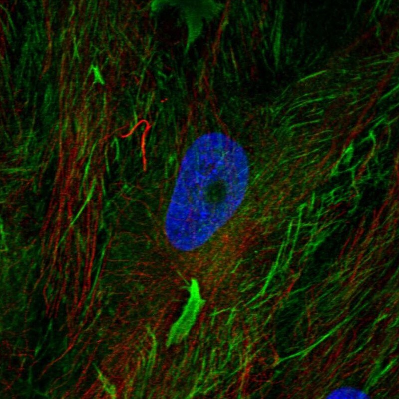 Fibulin 2 Antibody - BSA Free Immunocytochemistry/ Immunofluorescence: Fibulin 2 Antibody [NBP1-88115]