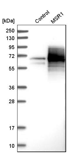 SR-AI/MSR Antibody - BSA Free Western Blot: SR-AI/MSR Antibody - BSA Free [NBP1-88125]