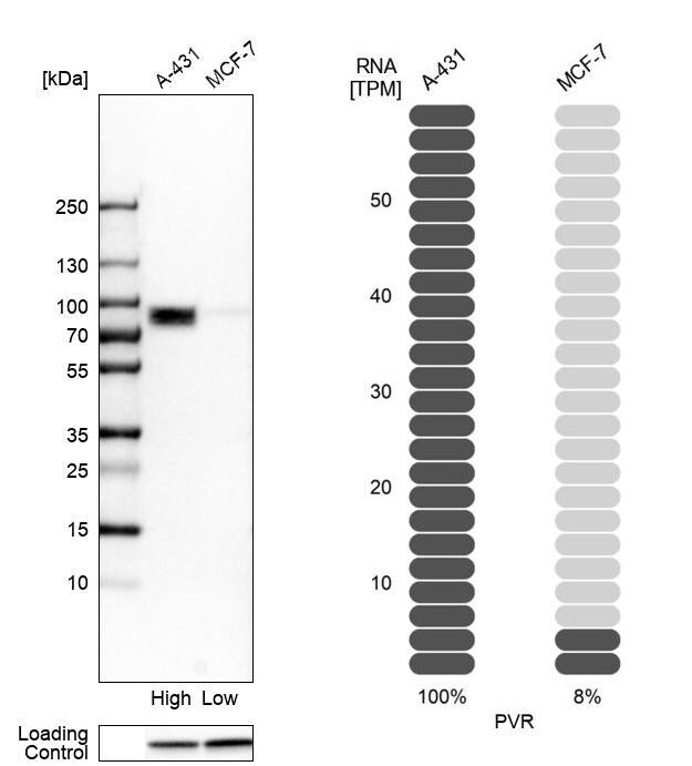 CD155/PVR Antibody - BSA Free Western Blot: CD155/PVR Antibody - BSA Free [NBP1-88131]