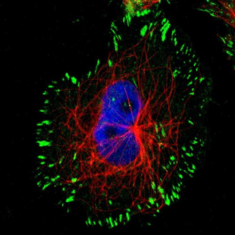 Syndecan-1/CD138 Antibody - BSA Free Immunocytochemistry/ Immunofluorescence: Syndecan-1/CD138 Antibody [NBP1-88135]