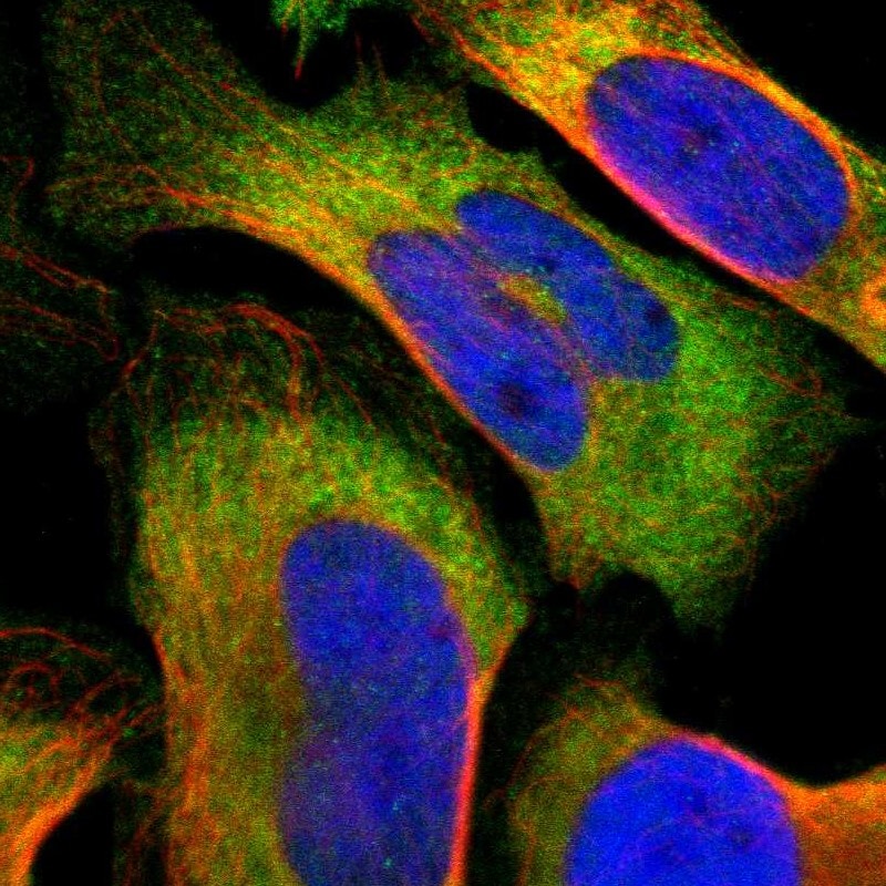 TCP1-eta Antibody - BSA Free Immunocytochemistry/ Immunofluorescence: TCP1-eta Antibody [NBP1-88144]