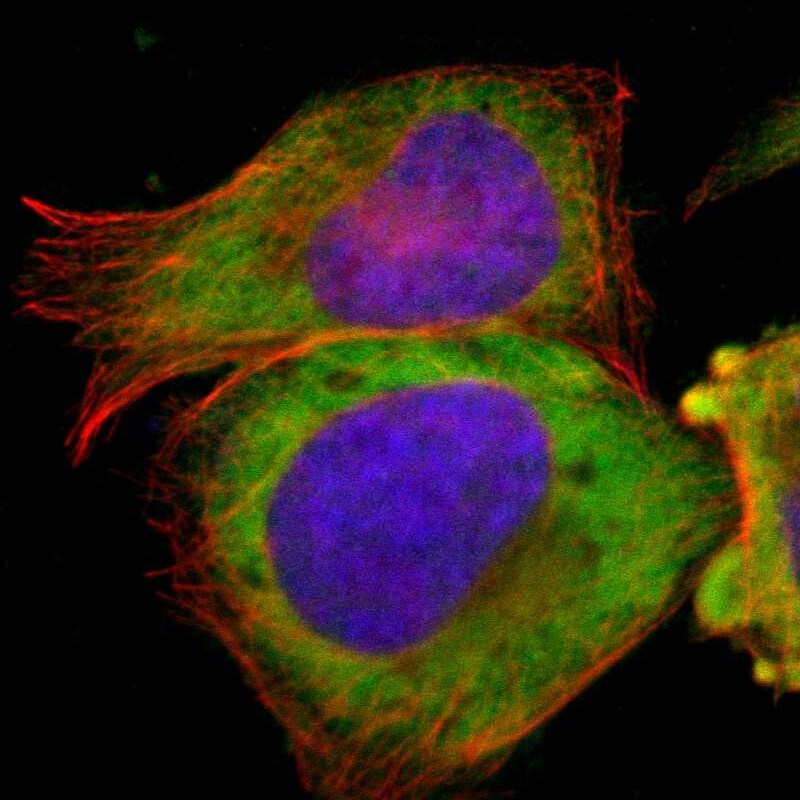 TCP1-beta Antibody - BSA Free Immunocytochemistry/ Immunofluorescence: TCP1-beta Antibody - BSA Free [NBP1-88146]