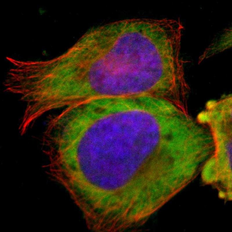 TCP1-beta Antibody - BSA Free Immunocytochemistry/ Immunofluorescence: TCP1-beta Antibody - BSA Free [NBP1-88146]