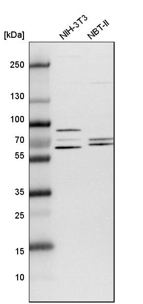 TCP1 alpha Antibody - BSA Free Western Blot: TCP1 alpha Antibody - BSA Free [NBP1-88148]