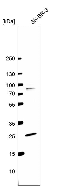PILR-beta Antibody - BSA Free Western Blot: PILR-beta Antibody [NBP1-84701]
