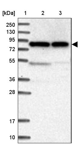 CNOX Antibody - BSA Free Western Blot: CNOX Antibody - BSA Free [NBP1-88152]