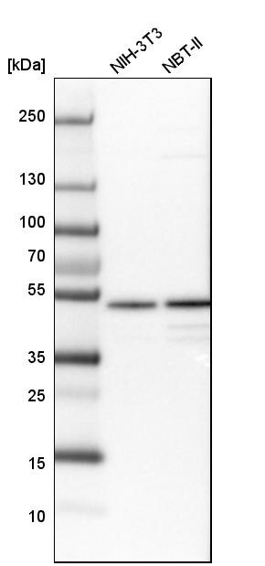 CCDC16 Antibody - BSA Free Western Blot: CCDC16 Antibody - BSA Free [NBP1-88165]
