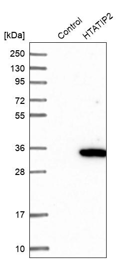 TIP30 Antibody - BSA Free Western Blot: TIP30 Antibody - BSA Free [NBP1-88170]