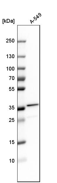 TIP30 Antibody - BSA Free Western Blot: TIP30 Antibody - BSA Free [NBP1-88170]