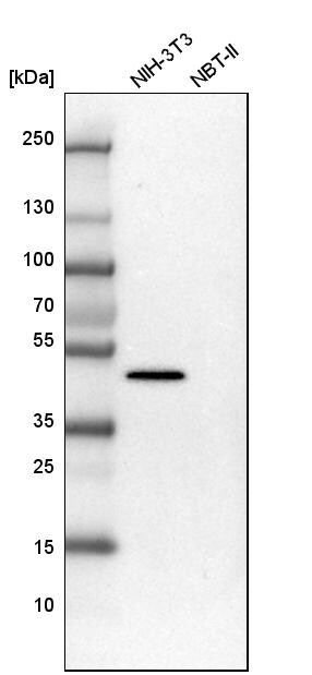 Hsp47 Antibody - BSA Free Western Blot: Hsp47 Antibody - BSA Free [NBP1-88172]